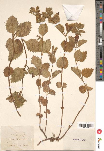 spécimen de Calamintha grandiflora
