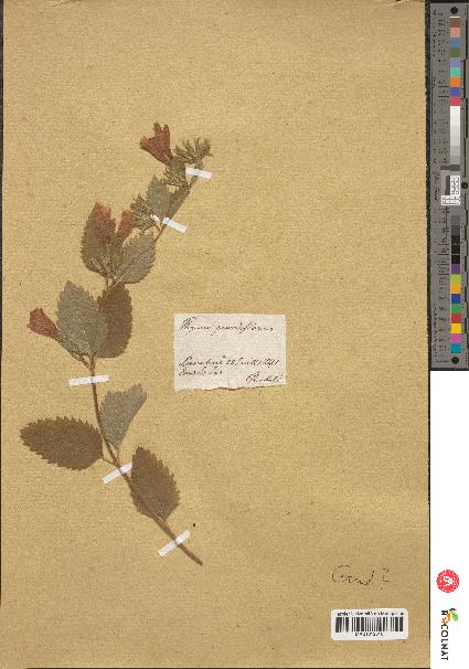 spécimen de Calamintha grandiflora