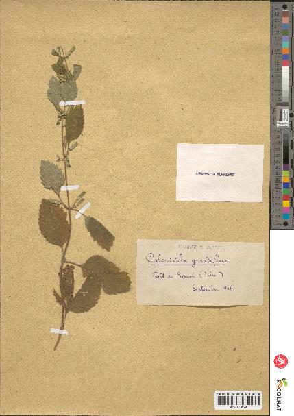 spécimen de Calamintha grandiflora