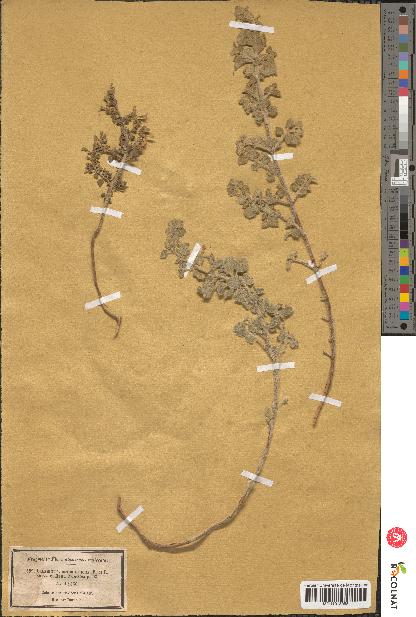 spécimen de Calamintha heterotricha