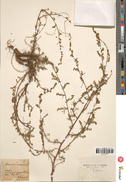 spécimen de Artemisia campestris