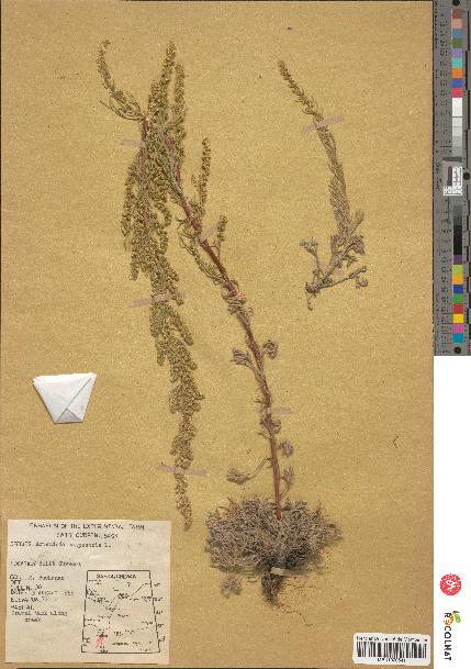 spécimen de Artemisia campestris