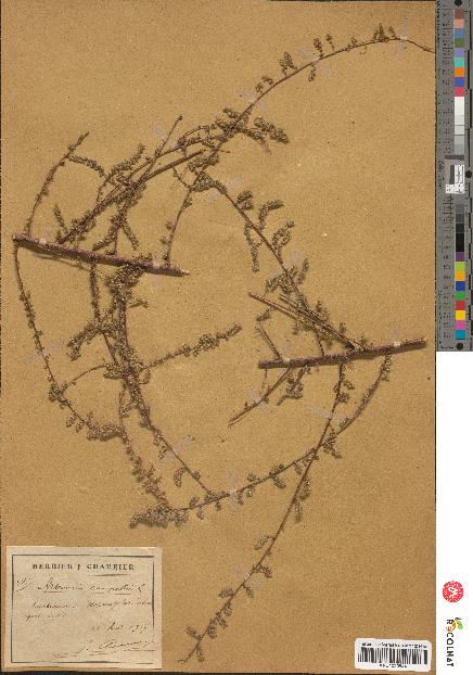 spécimen de Artemisia campestris