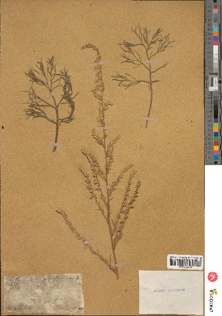 spécimen de Artemisia campestris