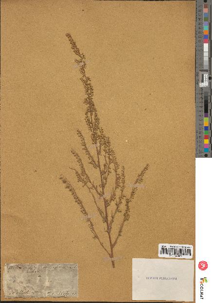 spécimen de Artemisia campestris