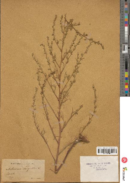 spécimen de Artemisia campestris