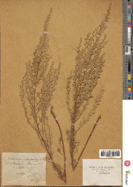 spécimen de Artemisia campestris