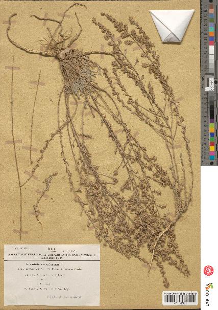 spécimen de Artemisia caerulescens