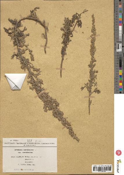 spécimen de Artemisia caerulescens