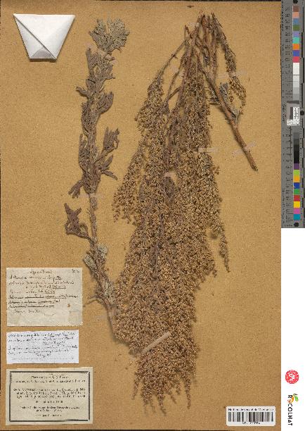 spécimen de Artemisia caerulescens