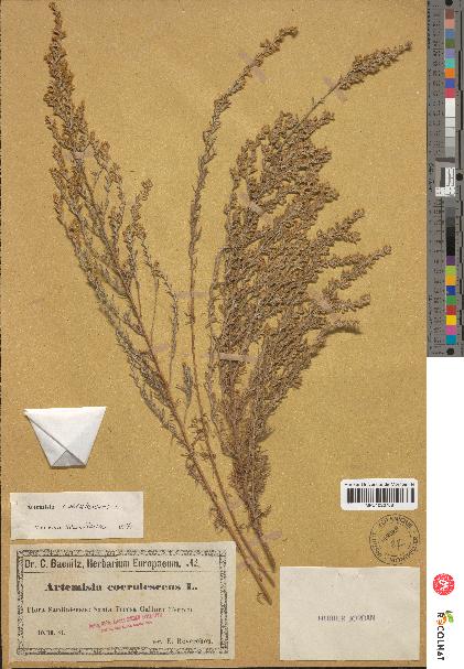 spécimen de Artemisia caerulescens