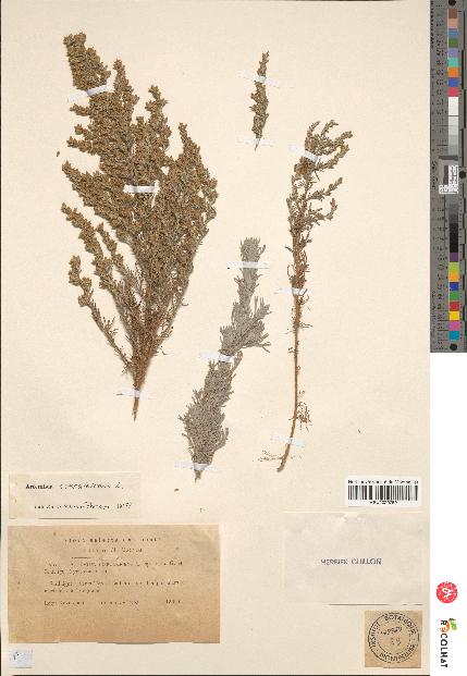 spécimen de Artemisia caerulescens