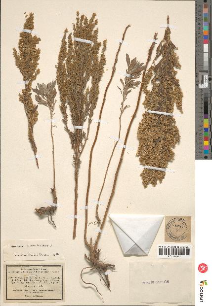 spécimen de Artemisia caerulescens