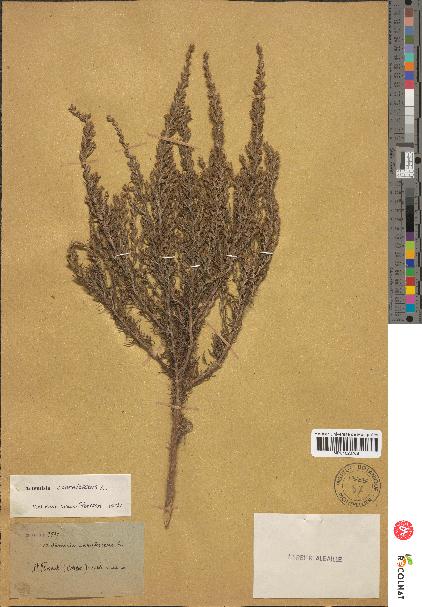 spécimen de Artemisia caerulescens