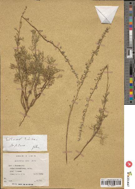 spécimen de Artemisia alba