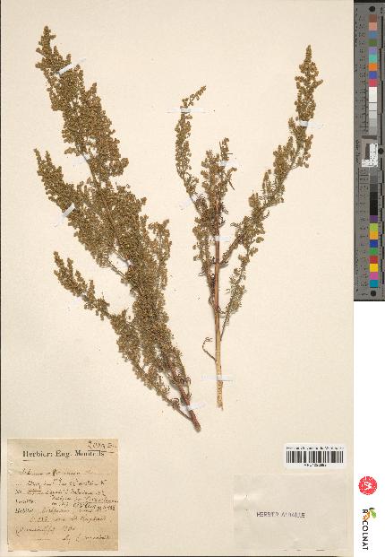 spécimen de Artemisia annua