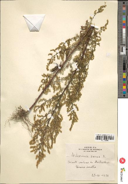 spécimen de Artemisia annua