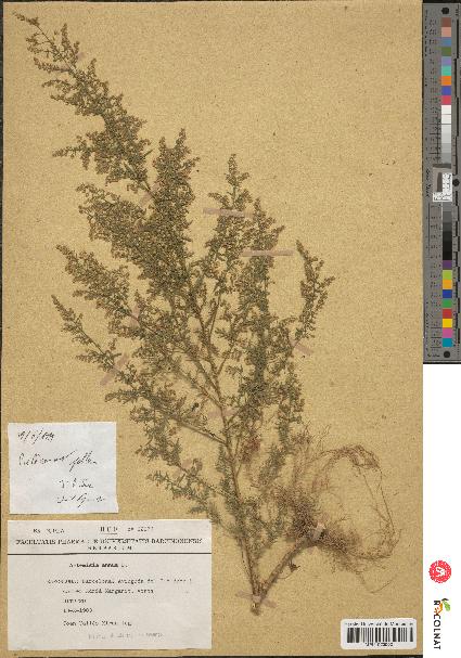 spécimen de Artemisia annua