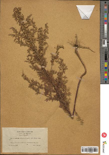 spécimen de Artemisia annua