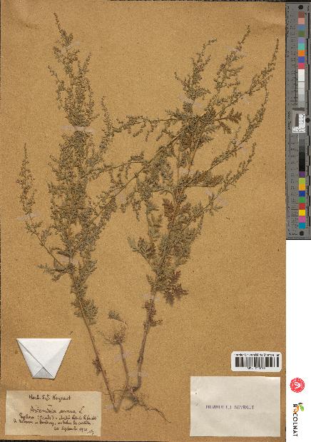 spécimen de Artemisia annua