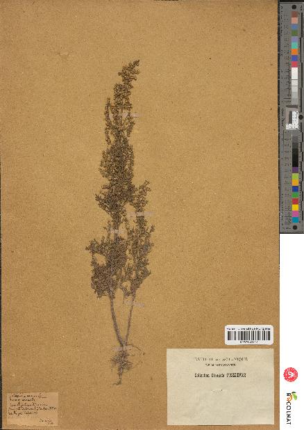 spécimen de Artemisia annua