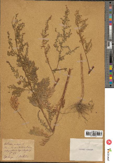 spécimen de Artemisia annua