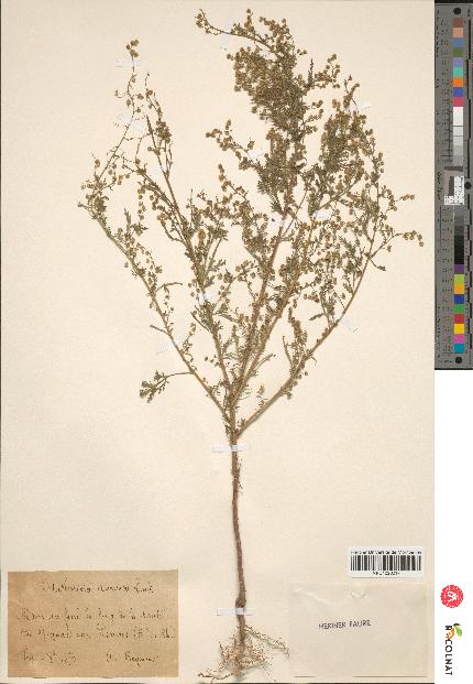 spécimen de Artemisia annua