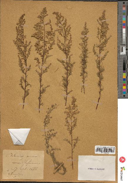 spécimen de Artemisia annua