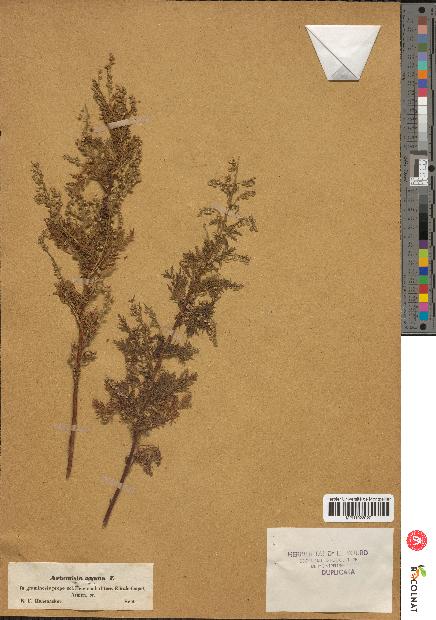 spécimen de Artemisia annua