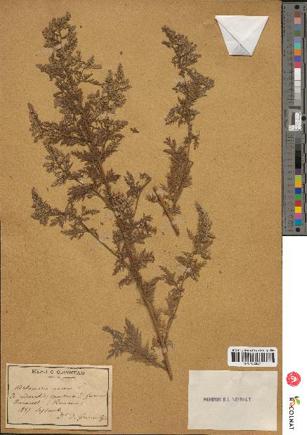 spécimen de Artemisia annua