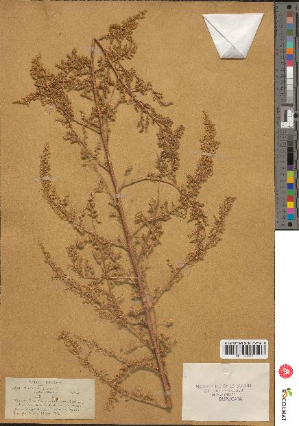 spécimen de Artemisia annua