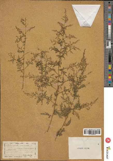 spécimen de Artemisia annua