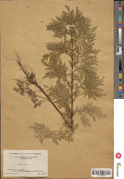 spécimen de Artemisia annua