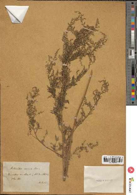 spécimen de Artemisia annua