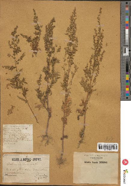 spécimen de Artemisia annua