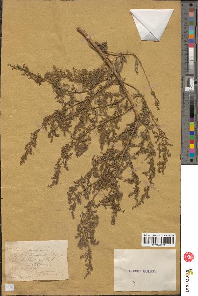 spécimen de Artemisia annua