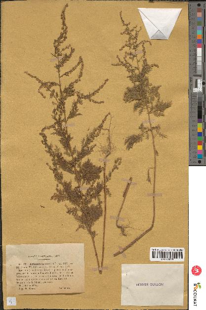 spécimen de Artemisia annua