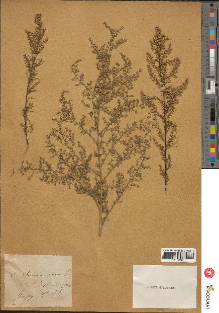 spécimen de Artemisia annua