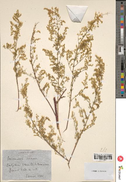 spécimen de Artemisia annua