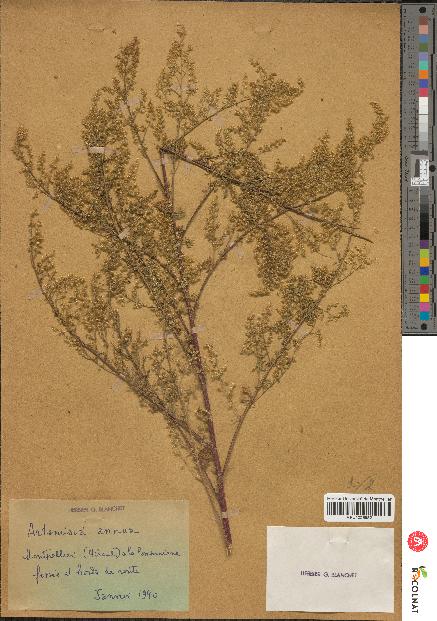 spécimen de Artemisia annua