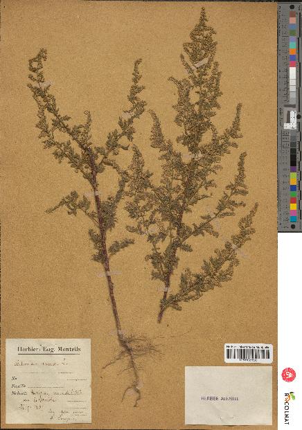 spécimen de Artemisia annua