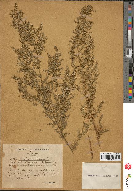 spécimen de Artemisia annua