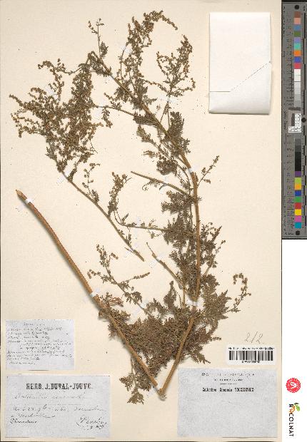 spécimen de Artemisia annua