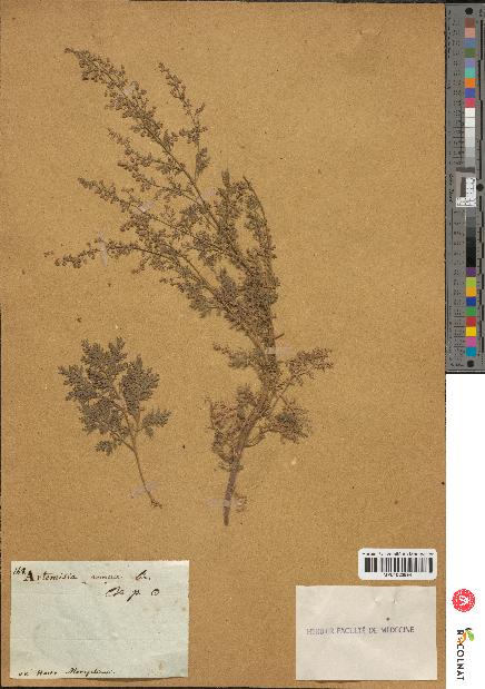 spécimen de Artemisia annua