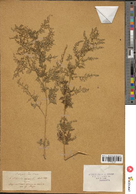 spécimen de Artemisia annua