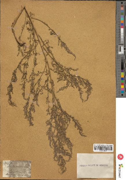 spécimen de Artemisia annua