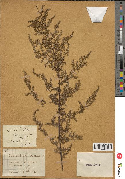 spécimen de Artemisia annua