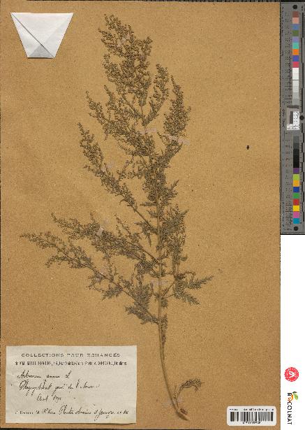 spécimen de Artemisia annua