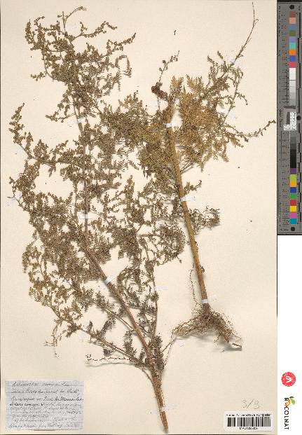 spécimen de Artemisia annua