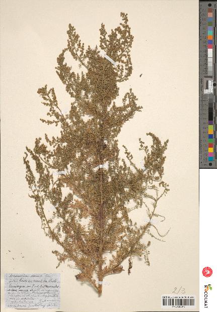 spécimen de Artemisia annua